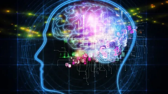 brain